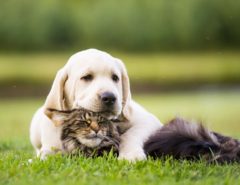 Cat and dog relaxing on the lawn